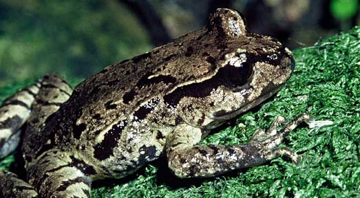 Maud Island Frog